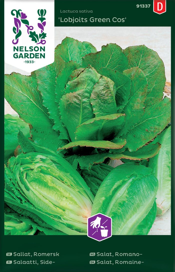 91337 lettuce image 1 aff45f80 847c 491e ba12 86cbcdc5e589